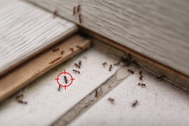 Best Ant Control Services  in East Palatka, FL