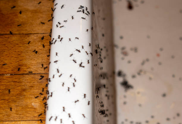 Best Wasp Removal Services  in East Palatka, FL