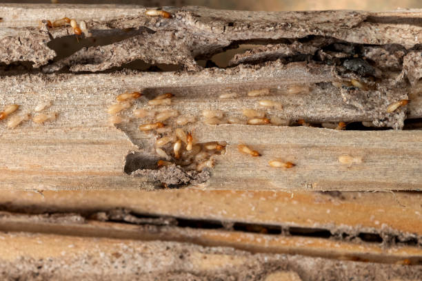 Best Pest Control Near Me  in East Palatka, FL