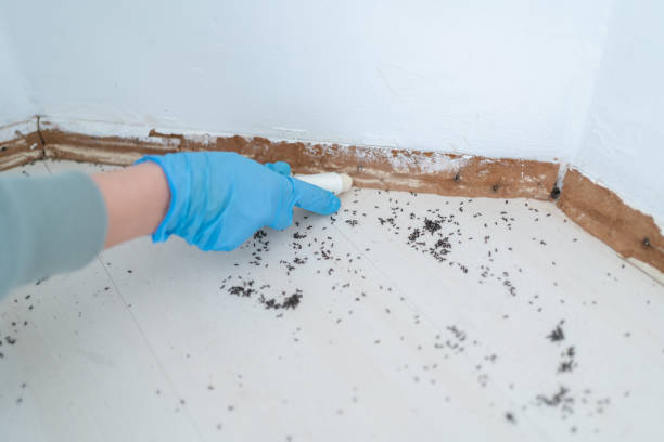 Professional Pest Control in East Palatka, FL